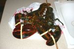 Lobster zum Abendessen